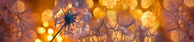 Кухонный фартук Мерцание Одуванчики золотистые 3 серебро в Кодинске - kodinsk.katalogmebeli.com | фото