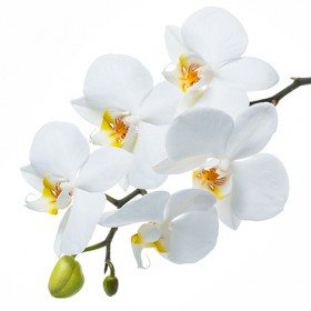 Стол обеденный Танго белый/Орхидея в Кодинске - kodinsk.katalogmebeli.com | фото 3
